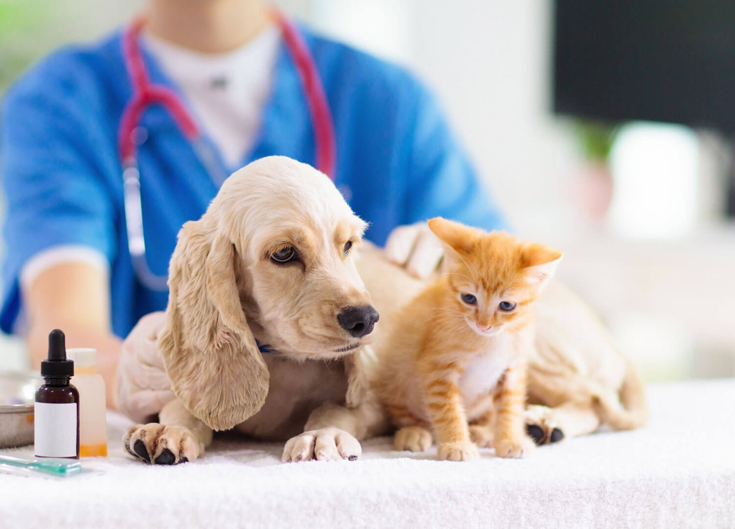 Pets-and-pet-care